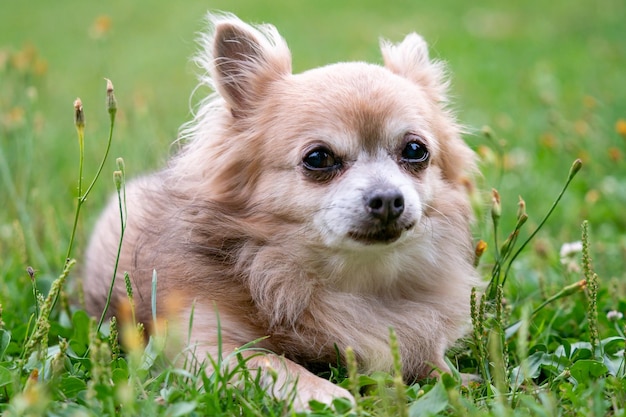 Perro viejo Chihuahua en hierba verde en un día de verano