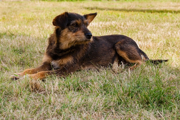 Perro viejo posando y descansando en el primer plano de la hierba
