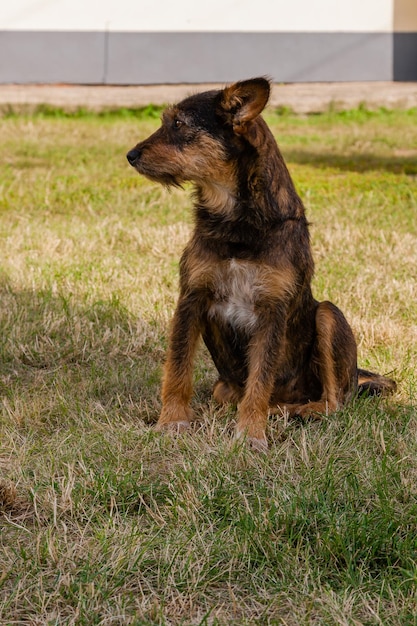 Perro viejo posando y descansando en el primer plano de la hierba