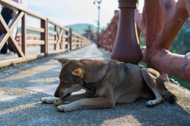 perro en el viejo puente de madera en Tailandia