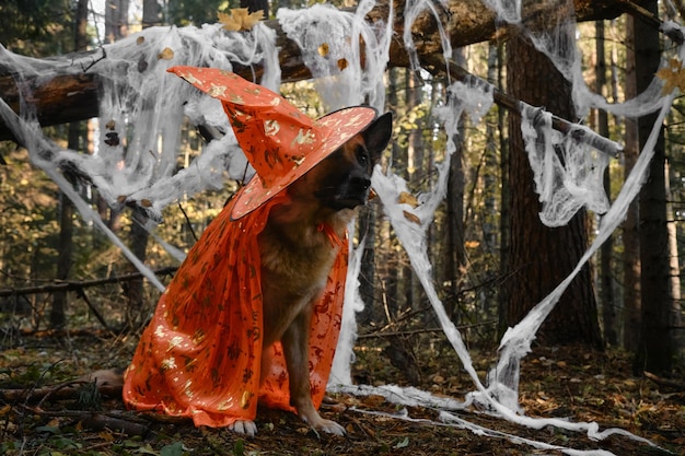 El perro viste una capa naranja y una telaraña decorativa con sombrero de bruja o mago en el parque forestal de otoño detrás