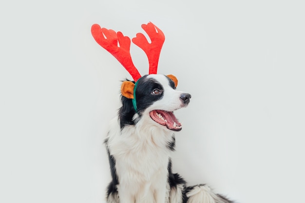 Perro vistiendo traje de Navidad sombrero de cuernos de ciervo rojo aislado sobre fondo blanco.