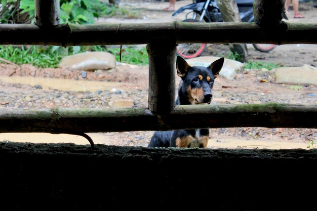 Foto perro visto por la ventana