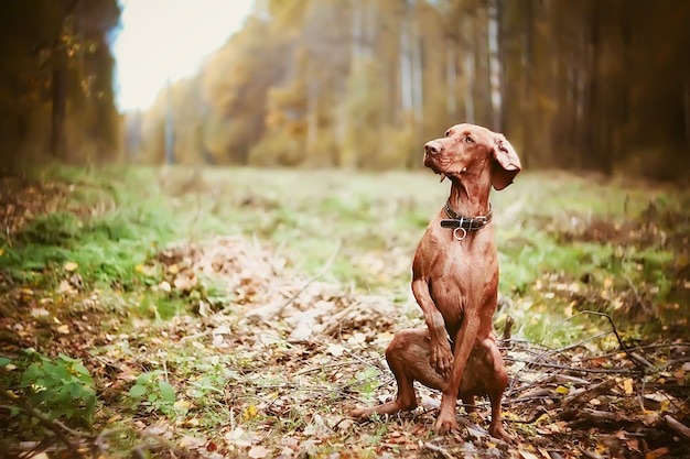 Perro vizsla húngaro