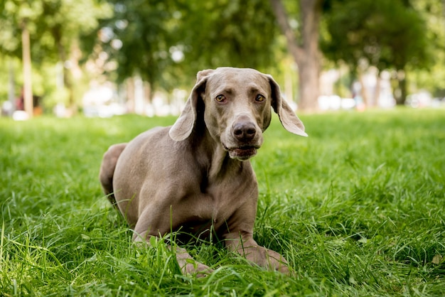 Perro Weimaraner en el parque