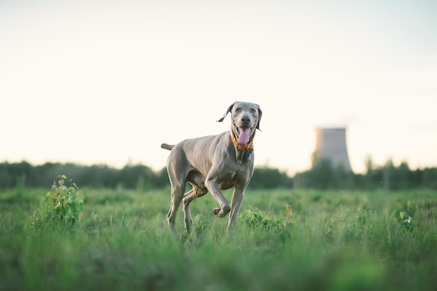 Perro Weimaraner de pura raza al aire libre en la naturaleza en un prado de hierba en un día de verano