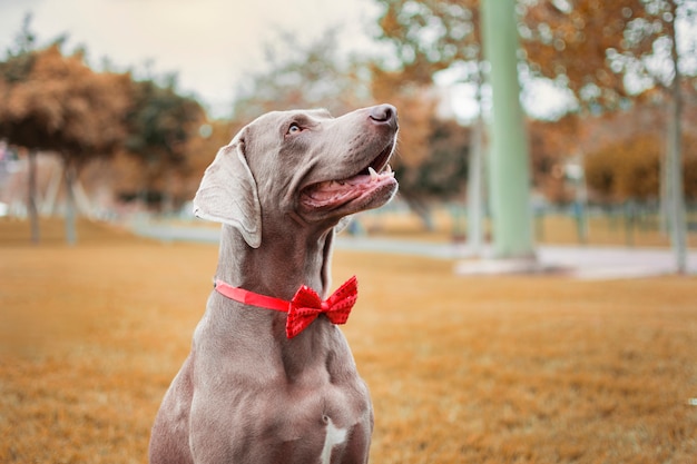 Perro Weimaraner sentado en la naturaleza otoñal, con una pajarita roja en el cuello.