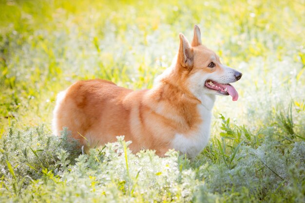 Perro Welsh Corgi en la hierba