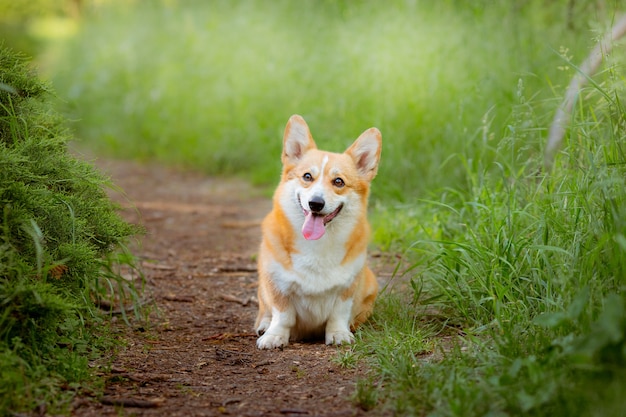 Perro Welsh Corgi en la hierba