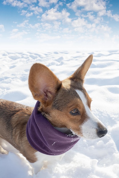 Perro Welsh Corgi Pembroke Mascotas Paisaje naturaleza