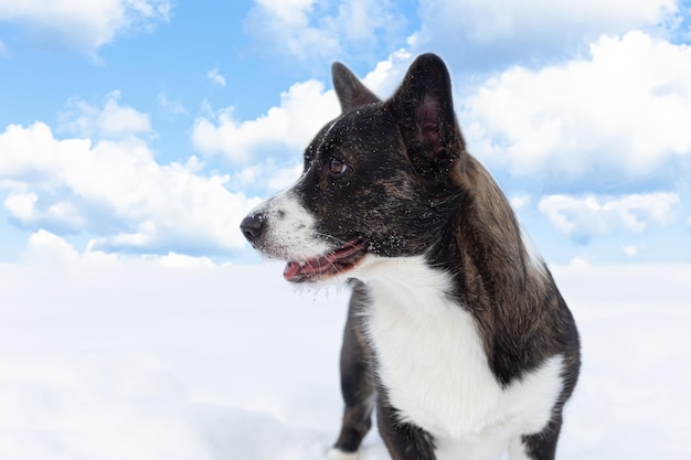 Perro Welsh Corgi Pembroke Paisaje naturaleza Mascotas