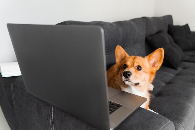 Perro Welsh Corgi Pembroke sonriendo con una computadora portátil Idea creativa de perro Corgi de pura raza con una computadora portátil para publicidad Trabajando en línea con una computadora portátil