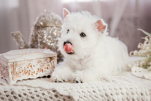 Un perro West Highland Terrier con un regalo de Navidad