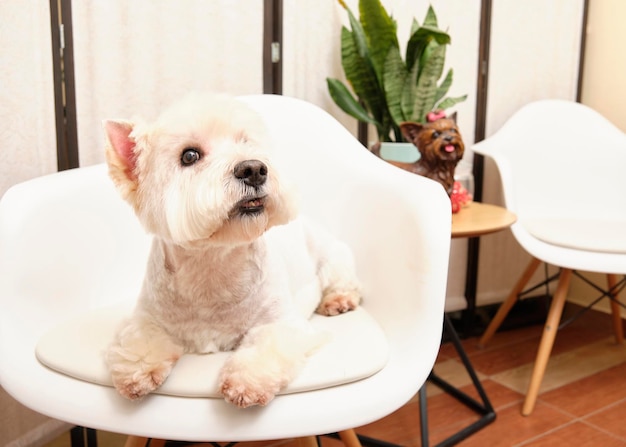 El perro West Highland Terrier yace en una silla en un salón de animales.