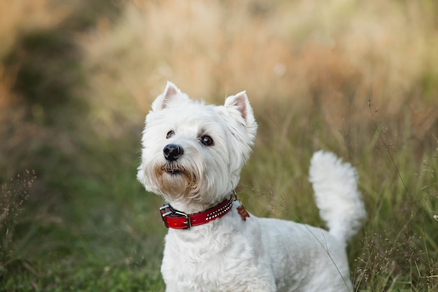 Perro West Highland White Terrier en el campo