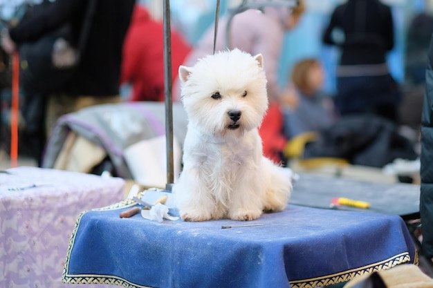 Un perro West Highland White Terrier en una exposición canina sobre la mesa