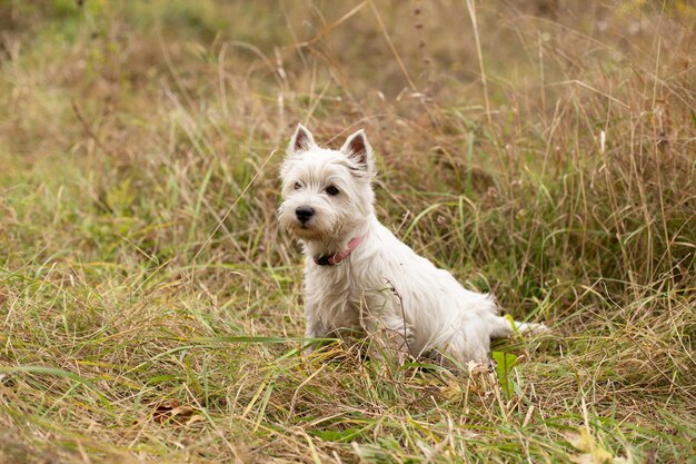 Perro West Highland White Terrier en la hierba