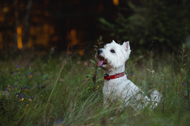 Perro West Highland White Terrier sentado en el campo