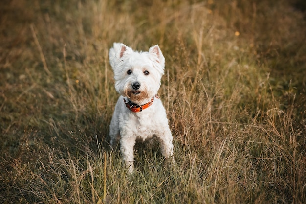 Perro West Terrier sentado en el césped