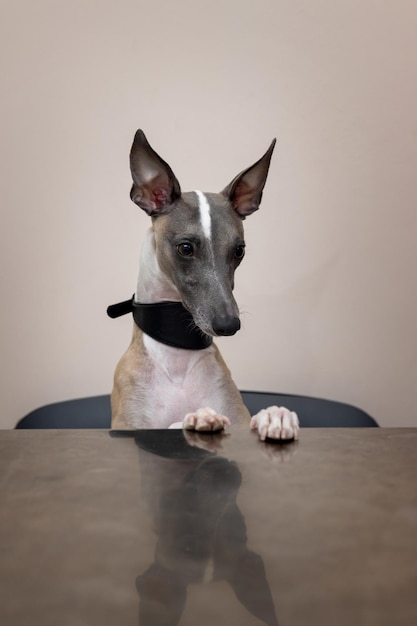 El perro Whippet con un hermoso cuello ancho se sienta en una silla con las patas delanteras sobre la mesa