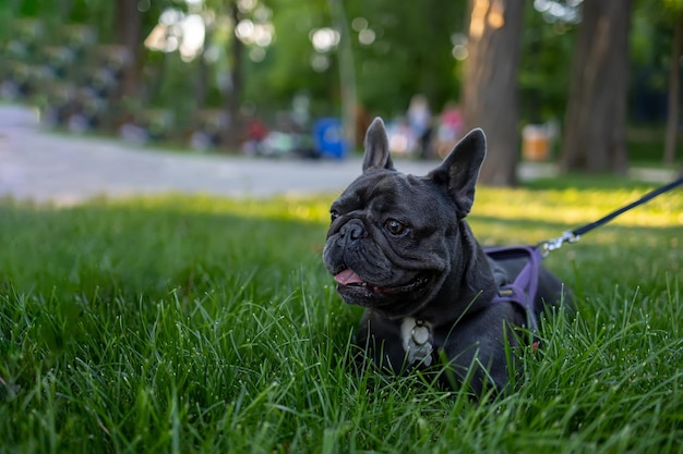 El perro yace en el césped del parque se asoma por detrás de la hierba que crece bulldog francés juega en el parque