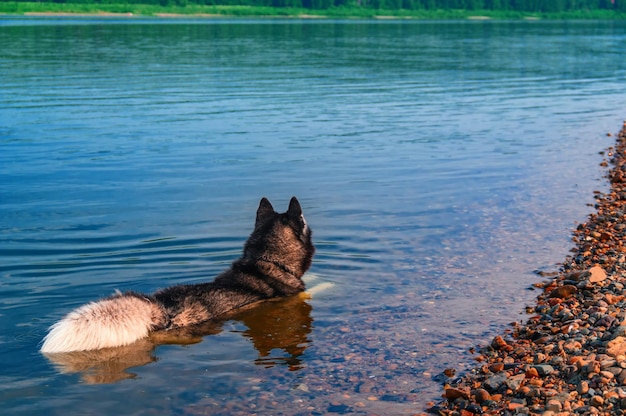 El perro yace en el río de verano de la tarde El perro nada en el espacio de copia de la vista posterior del río