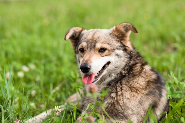 Perro yace sobre la hierba con la lengua fuera