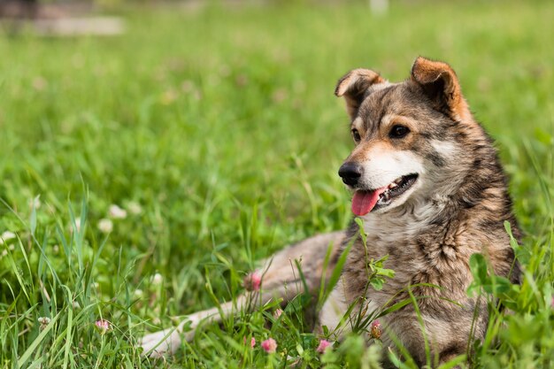 Perro yace sobre la hierba con la lengua fuera