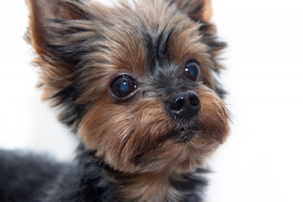 Perro Yorkshire Terrier en blanco.