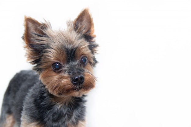 Foto perro yorkshire terrier en blanco.