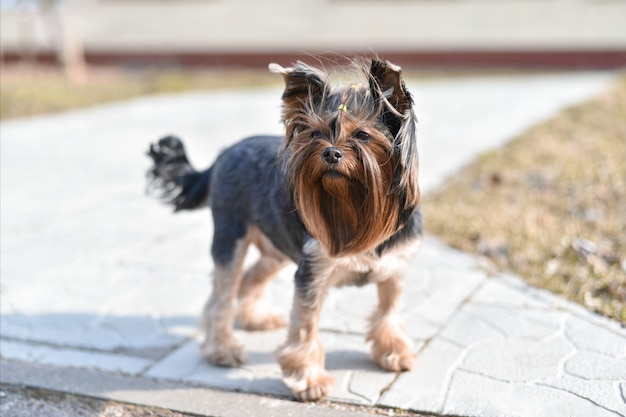 Perro yorkshire terrier caminando en la calle