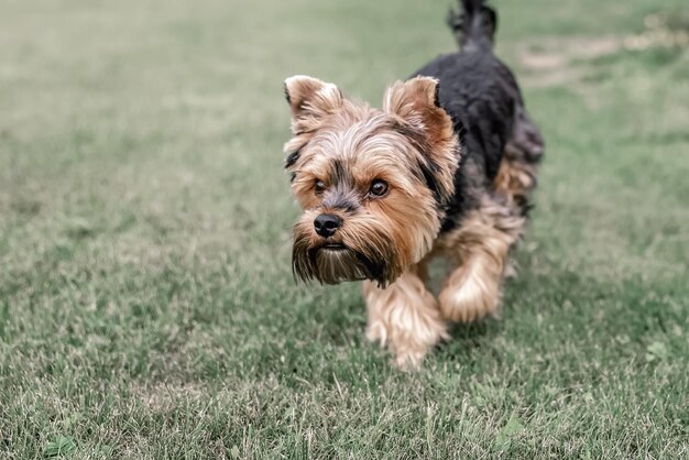 Perro Yorkshire terrier en un césped verde