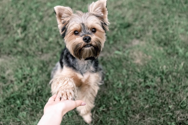 Perro Yorkshire terrier en un césped verde