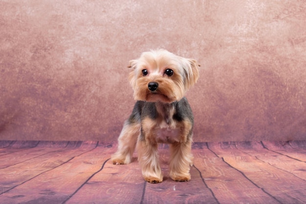 Perro Yorkshire Terrier después de acicalarse con antecedentes antiguos