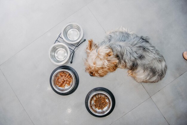 El perro Yorkshire Terrier está enfermo y se niega a comer Sin apetito Tristeza Depresión