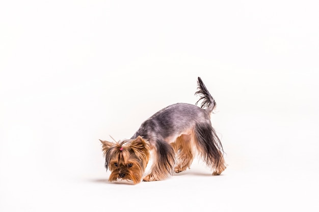 Foto perro yorkshire terrier en el fondo blanco