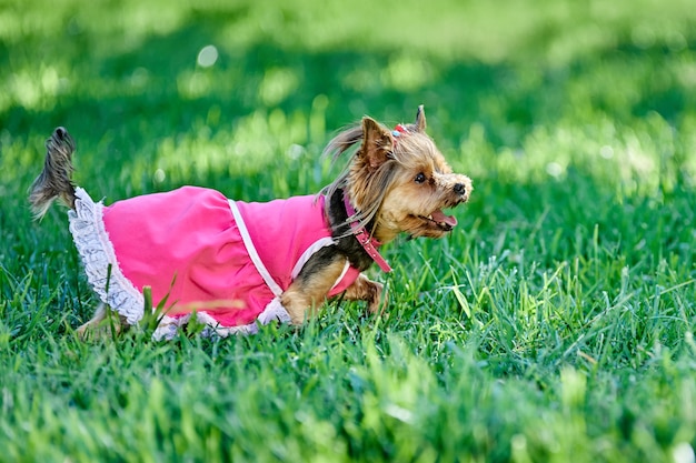 Perro yorkshire terrier hembra corre a través del césped vistiendo un vestido rosa de verano