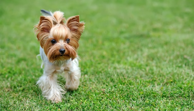 Perro Yorkshire Terrier en la hierba verde de verano