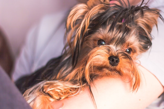 Foto perro yorkshire terrier en manos de un hombre