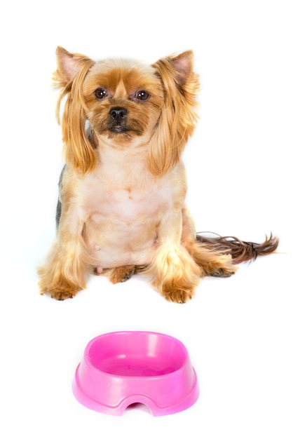 Perro Yorkshire terrier sentado cerca de su plato de comida