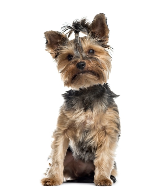 Perro Yorkshire terrier sentado