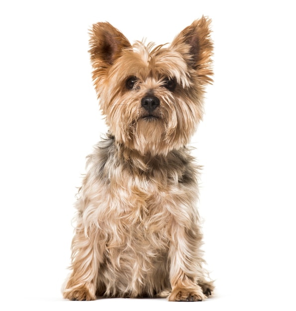 Perro Yorkshire Terrier sentado