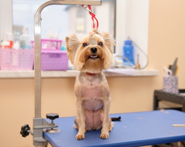 Un perro Yorkshire Terrier se sienta en un estudio de cuidado de animales. En el cuello, ringovka asegura contra la caída del perro de la mesa.