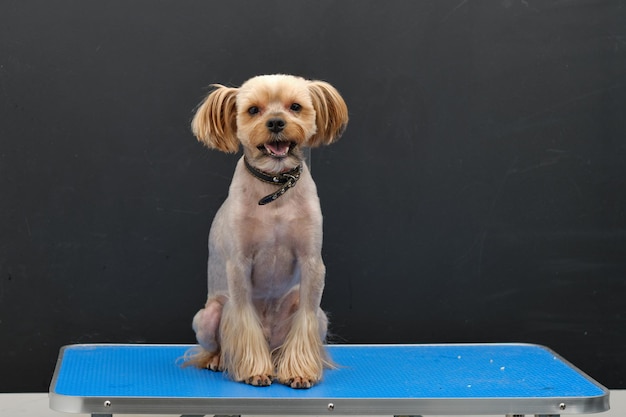 Un perro Yorkshire terrier se sienta en una mesa de corte de pelo