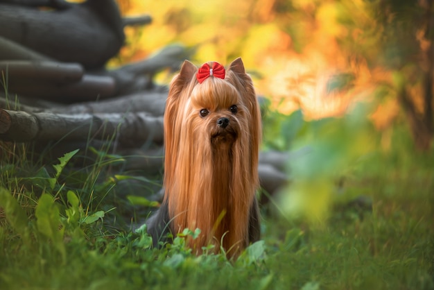 Perro Yorkshire Terrier tirado en el césped. Hermoso aseo