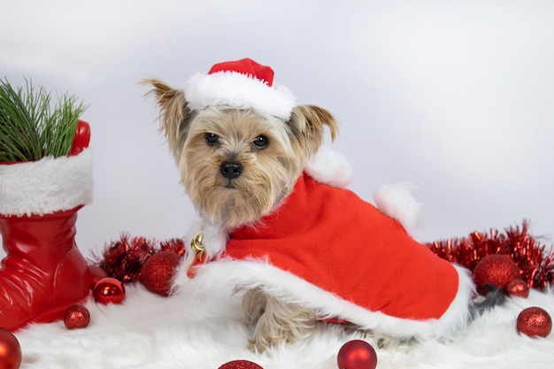 El perro Yorkshire terrier vestido como Santa Claus se sienta en una alfombra suave, las bolas de Navidad yacen, la bota roja.