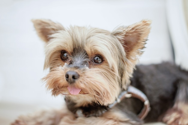 Perro yorkshire terrier