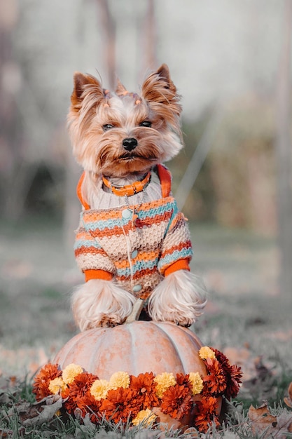 Perro yorkshire terrier