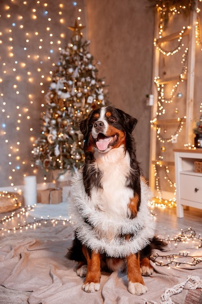 El perro Zenenhund se sienta en casa cerca del árbol de Navidad el concepto de Navidad