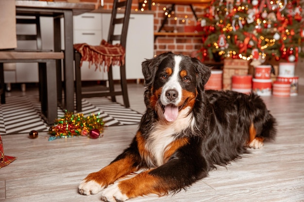 El perro Zenenhund yace en casa cerca del árbol de Navidad el concepto de Navidad